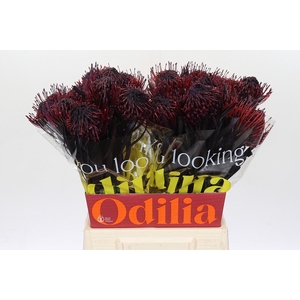 Nutans Painted Aubergine