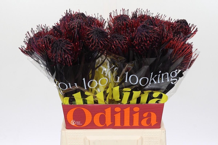 <h4>Nutans Painted Aubergine</h4>