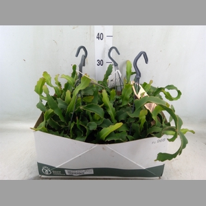 Epiphyllum guatem. var. monstrosa