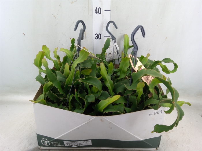 <h4>Epiphyllum guatem. var. monstrosa</h4>