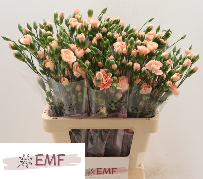 <h4>DI TR HAMADA</h4>