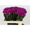 Dahlia Purple Fox