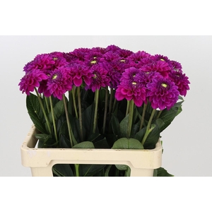 Dahlia Purple Fox
