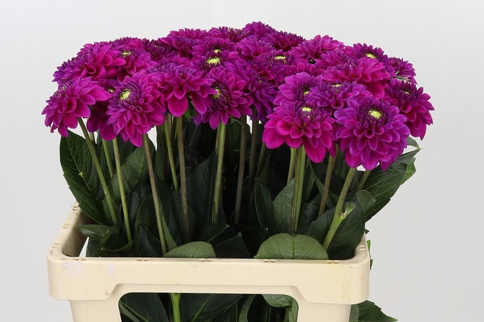 <h4>Dahlia Purple Fox</h4>