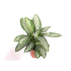 Aglaonema Silver Bay