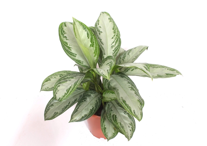 <h4>Aglaonema Silver Bay</h4>
