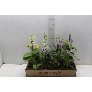 DENPHALAEN MINI P12 QUADRADO