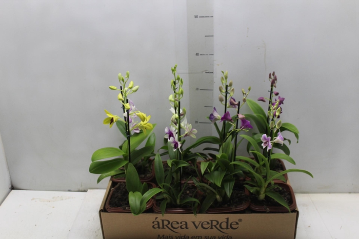 <h4>DENPHALAEN MINI P12 QUADRADO</h4>