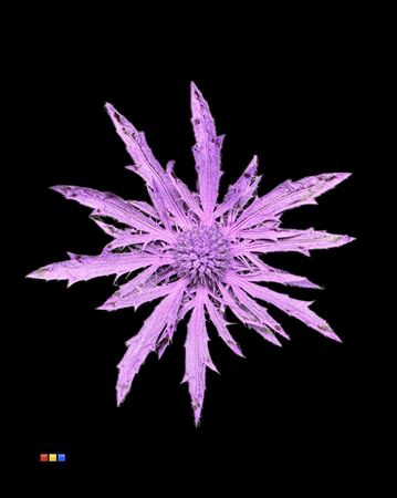 <h4>Eryngium Purple</h4>