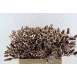 Eryn Kbh Gl Champagne Stem