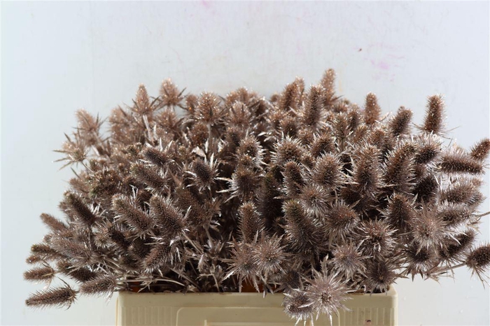 <h4>Eryn Kbh Gl Champagne Stem</h4>