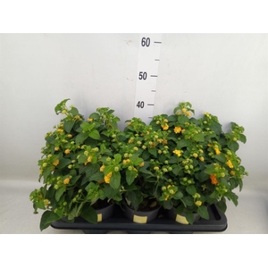 Lantana camara 'Simon Orange'