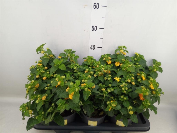<h4>Lantana camara 'Simon Orange'</h4>