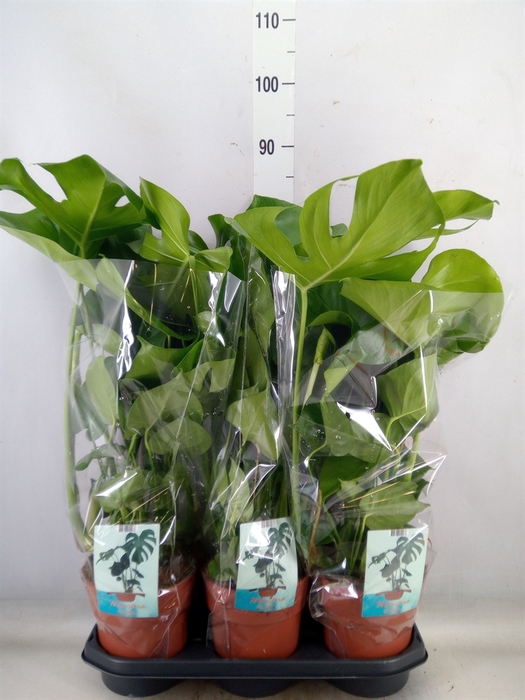 <h4>Monstera delic.</h4>