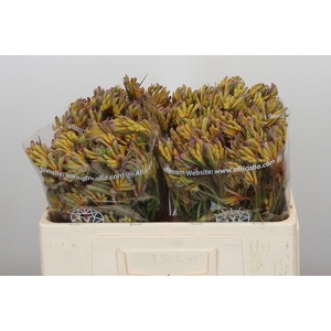 Anigozanthos Bush Blitz