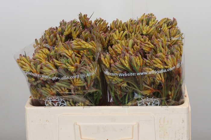 <h4>Anigozanthos Bush Blitz</h4>