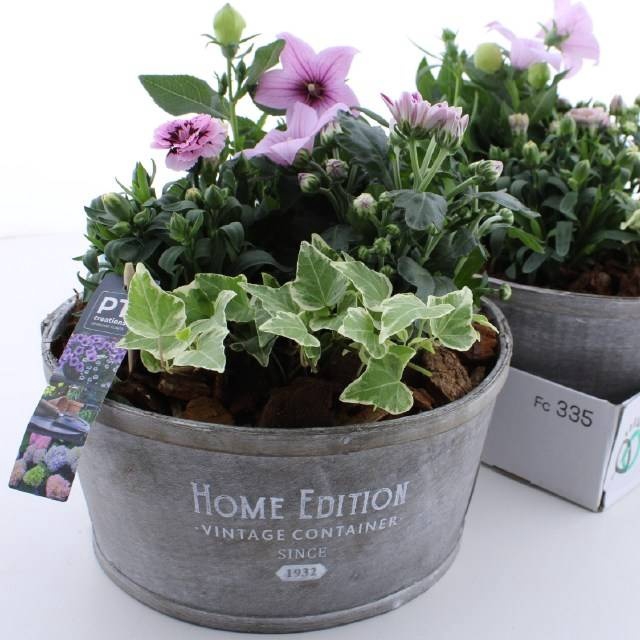<h4>ARR TUINPLANTEN</h4>