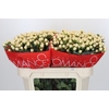 Hypericum Cool Romance