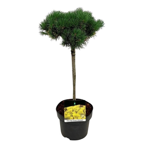 <h4>Pinus mugo 'Carsten's Wintergold'</h4>