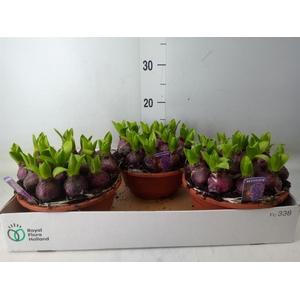 Hyacinthus orie. 'Pearl Blue'