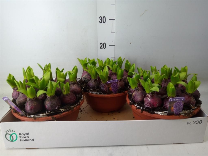 <h4>Hyacinthus orie. 'Pearl Blue'</h4>