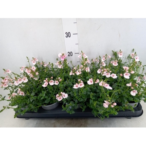 Diascia  'My Darling Berry'