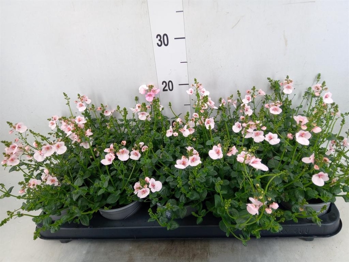 <h4>Diascia  'My Darling Berry'</h4>