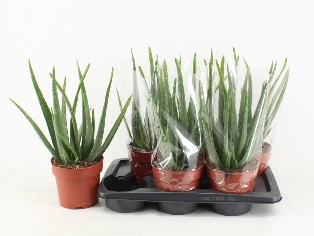 <h4>ALOE VERA</h4>