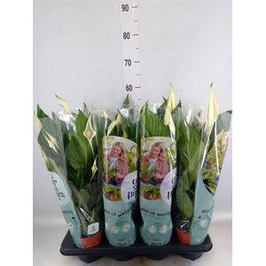 Spathiphyllum  'Sweet Ricardo'