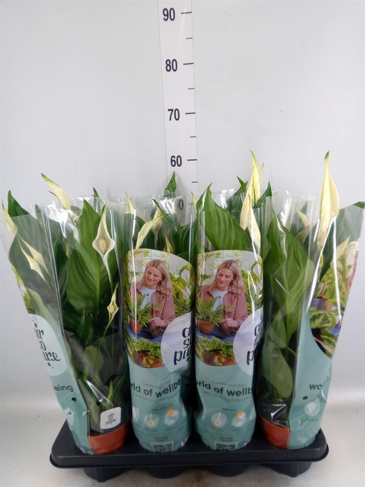 <h4>Spathiphyllum  'Sweet Ricardo'</h4>