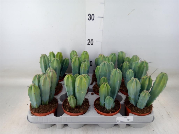 <h4>Cereus   ...</h4>