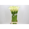Zantedeschia Eydolls White