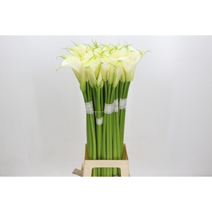 Zantedeschia Eydolls White