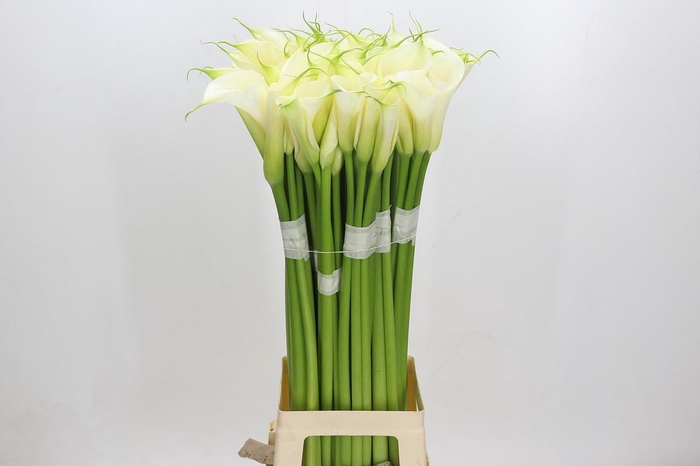 <h4>Zantedeschia Eydolls White</h4>