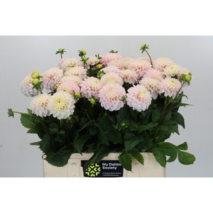 Dahlia Light Wizard