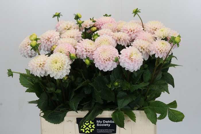 Dahlia Light Wizard