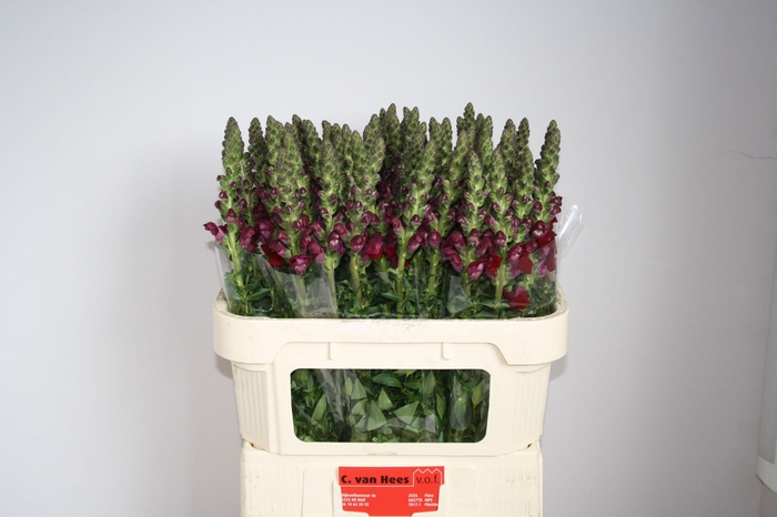 <h4>Antirrhinum Avignon Dark Red</h4>