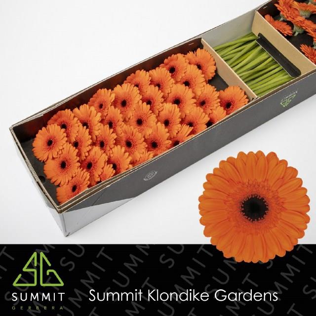 <h4>Ge Mi Caramba Box Summit</h4>