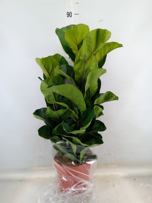 <h4>Ficus lyrata 'Bambino'</h4>