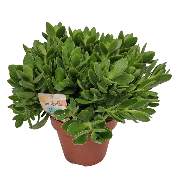 <h4>CRASS OVERIG</h4>