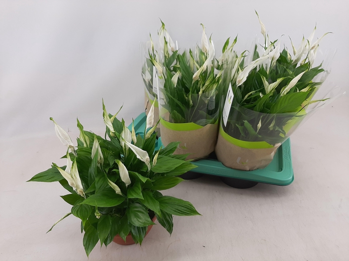 <h4>SPATH CHOPIN</h4>