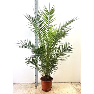 PHOENIX CANARIENSIS
