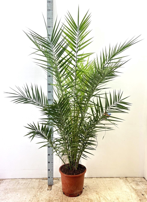 <h4>PHOENIX CANARIENSIS</h4>