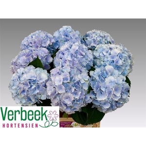 Hydr M Ch Verena Bl 80cm