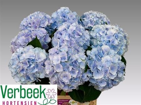 <h4>Hydr M Ch Verena Bl 80cm</h4>