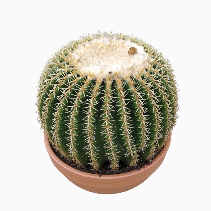 <h4>grusonii forma interme</h4>