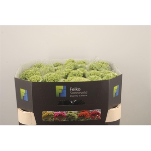 Celosia C Act Verda Green