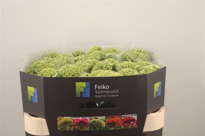 <h4>Celosia C Act Verda Green</h4>