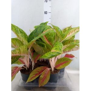 Aglaonema   ...