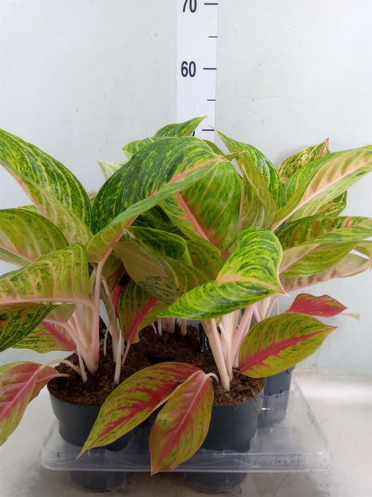<h4>Aglaonema   ...</h4>